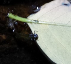 Microvelia americana