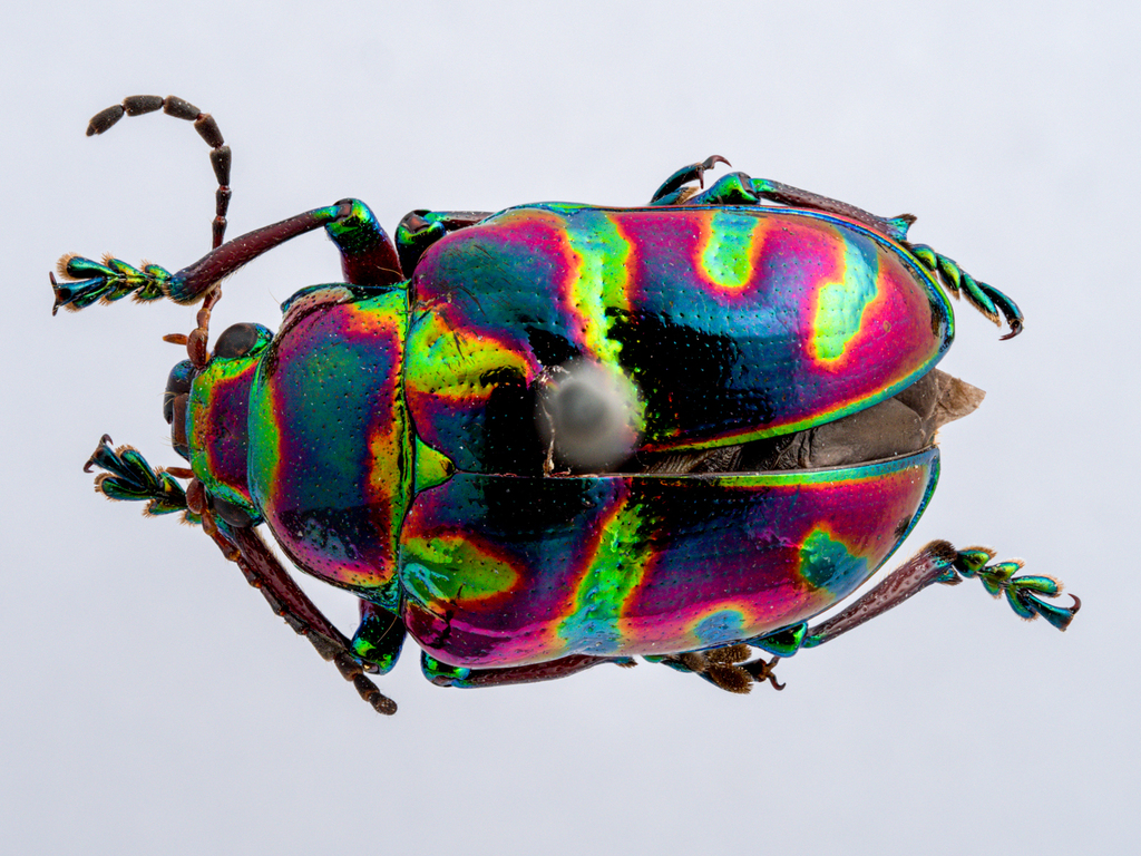 Spilopyrinae