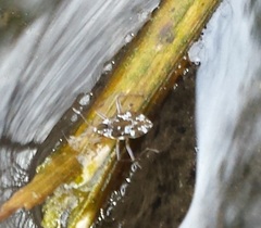 Microvelia americana