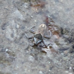 Microvelia pulchella