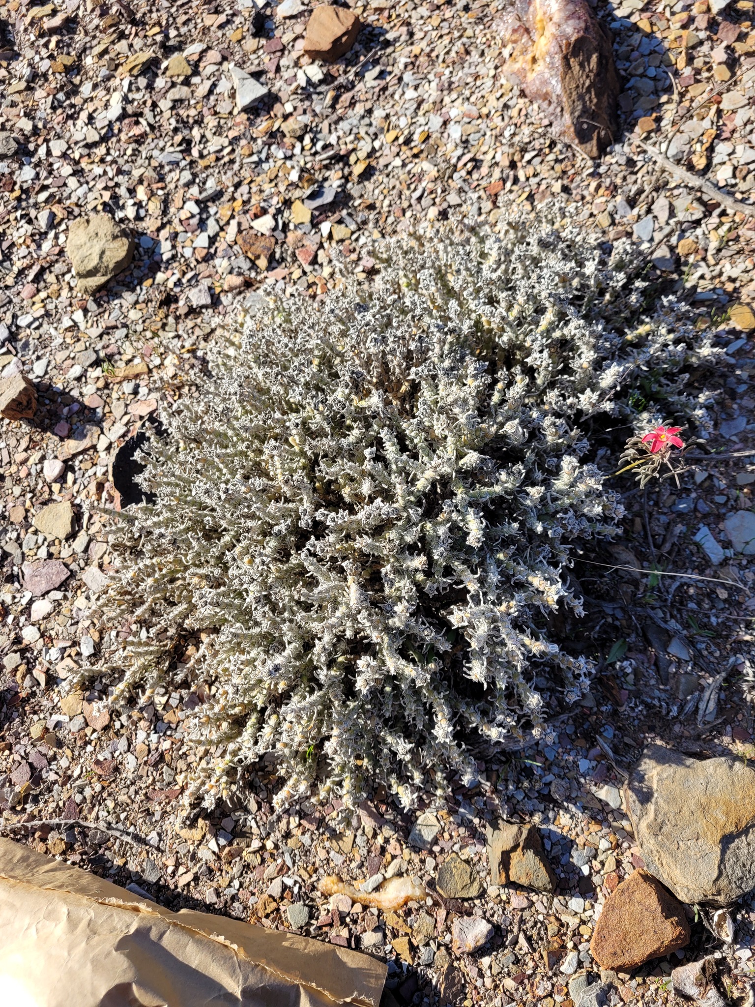 Mesembryanthemum schenckii Schinz
