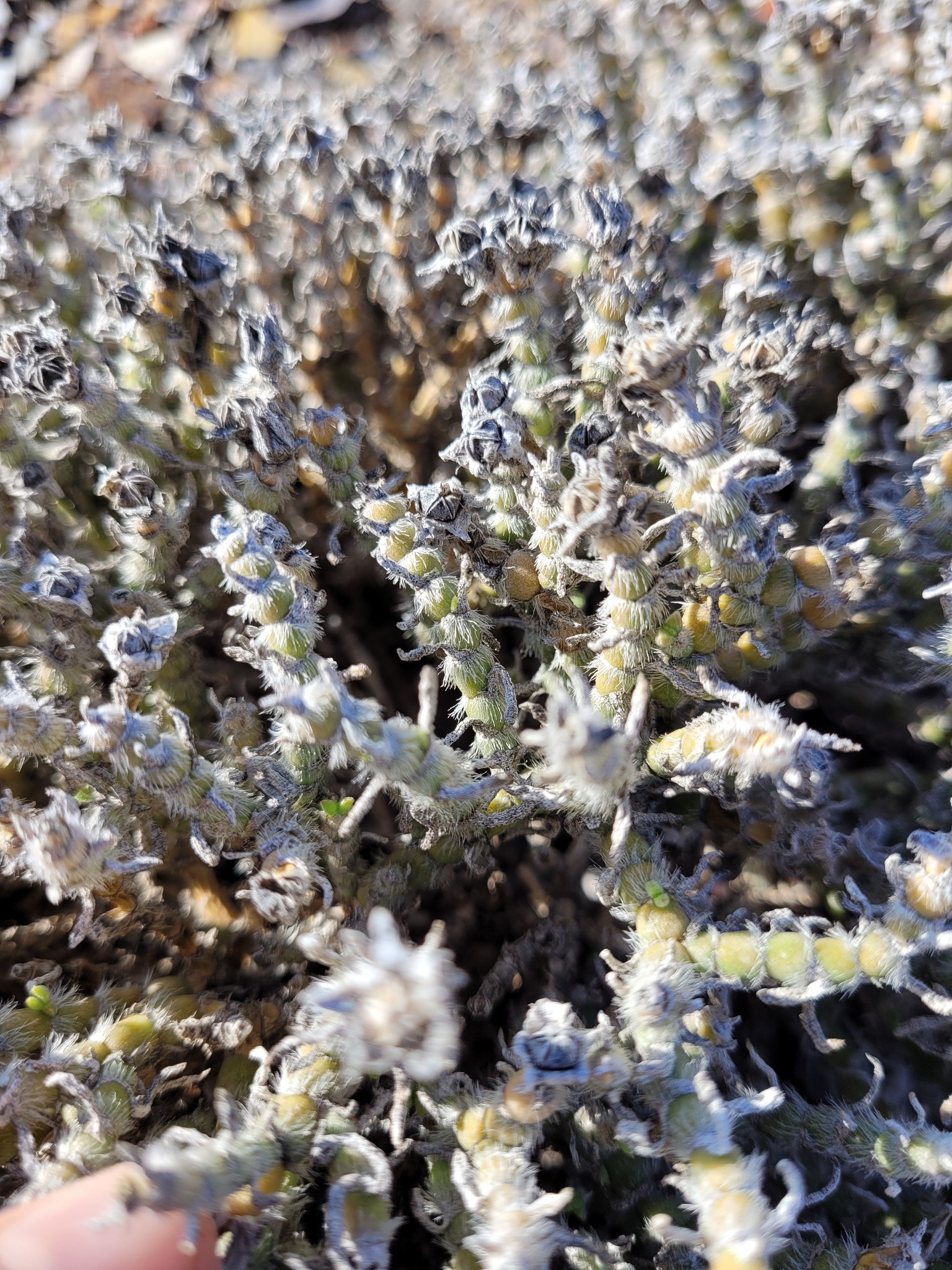 Mesembryanthemum schenckii Schinz 2