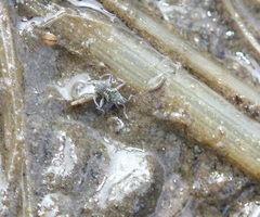 Microvelia pulchella