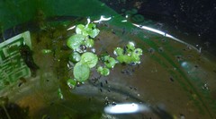 Microvelia pulchella