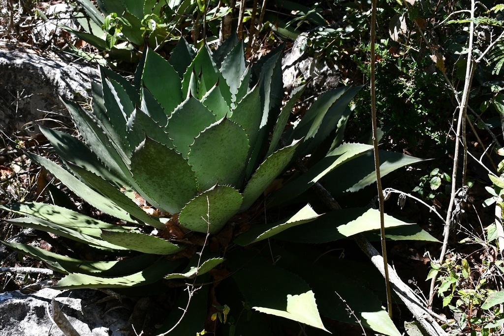 Agave chiapensis, Comitán de Domínguez, Chis., México