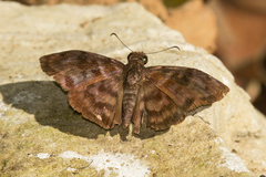 Pellicia arina