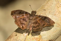 Pellicia arina