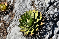 Agave congesta