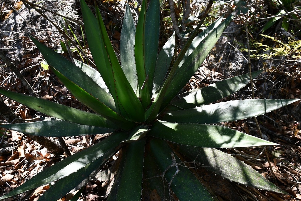 Agave ghiesbreghtii, Comitán de Domínguez, Chis., México