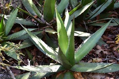 Agave ghiesbreghtii