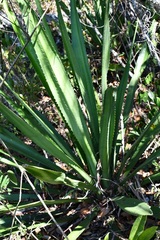 Furcraea guatemalensis