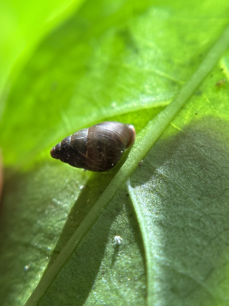 Auriculella diaphana