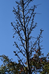 Furcraea guatemalensis