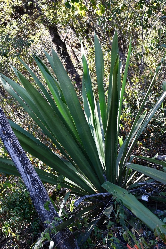Furcraea guatemalensis (Red Giant Agave)