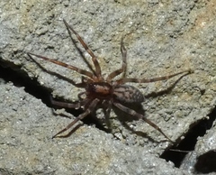 Liocranum rupicola