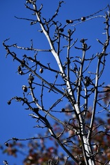 Furcraea guatemalensis