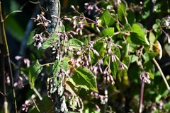 Peteravenia schultzii