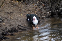 Cairina moschata domestica