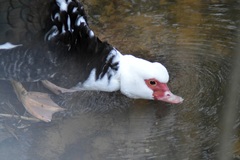 Cairina moschata domestica