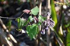 Peteravenia schultzii