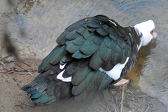 Cairina moschata domestica