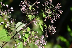 Peteravenia schultzii