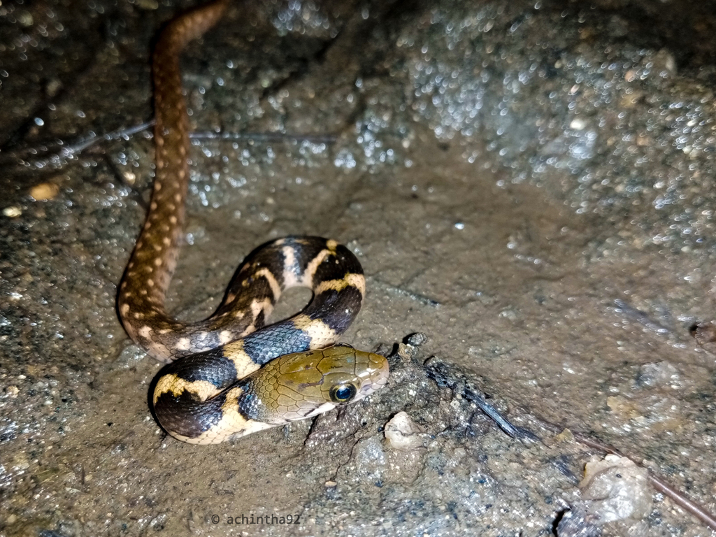 Boulenger's Keelback