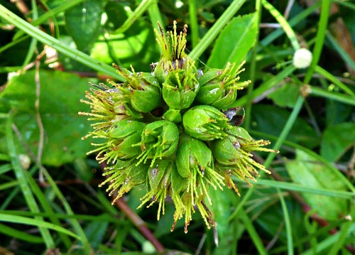 Image of Pavonia fruticosa by (c) greenline, some rights reserved (CC BY)