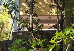 Penelope obscura