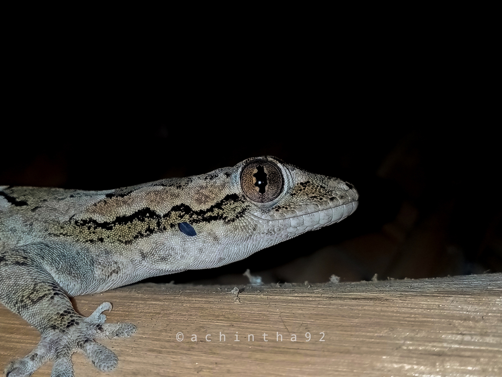 Leschenault's Gecko