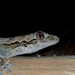 Bark Gecko - Photo (c) achintha92, some rights reserved (CC BY), uploaded by achintha92