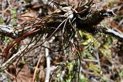 Tillandsia butzii
