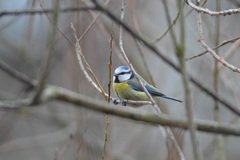Cyanistes caeruleus