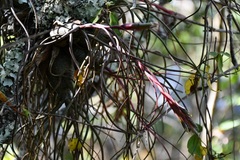 Tillandsia butzii