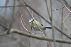 Cyanistes caeruleus