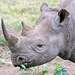 Eastern Black Rhinoceros - Photo (c) mikeloomis, some rights reserved (CC BY-NC), uploaded by mikeloomis