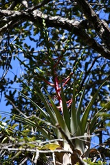 Tillandsia comitanensis