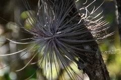 Tillandsia fuchsii