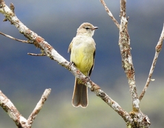 Elaenia sordida