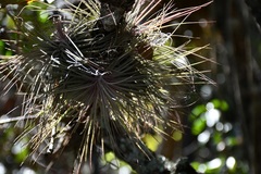 Tillandsia fuchsii