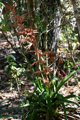 Tillandsia guatemalensis