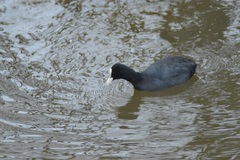 Fulica atra