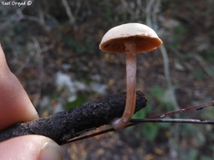 Tubaria