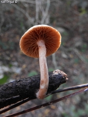Tubaria