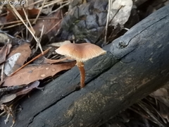 Tubaria