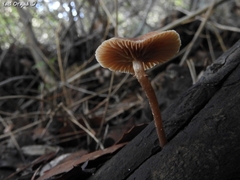 Tubaria