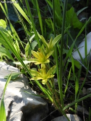 Gagea chlorantha