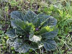 Mandragora autumnalis