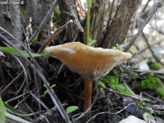 Lentinus arcularius