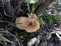 Lentinus arcularius
